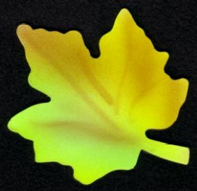 C3 Leaf