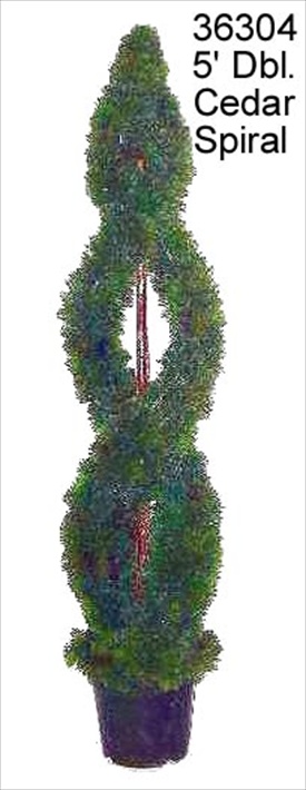 Cedar Spiral Tree